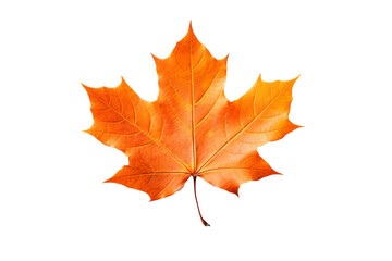Obraz premium Maple autumn leaf PNG illustration with transparent background, perfect for seasonal designs, fall-themed projects, nature-inspired artworks, and decorative elements