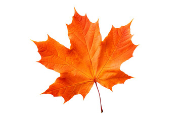 Obraz premium Maple autumn leaf PNG illustration with transparent background, perfect for seasonal designs, fall-themed projects, nature-inspired artworks, and decorative elements