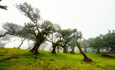 Fanal Forest. Misty forest in Fanal.  Old laurel tree in laurel tree forest in madeira in Portugal