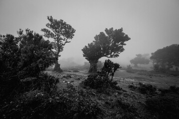 Obraz premium Fanal Forest. Misty forest in Fanal. Old laurel tree in laurel tree forest in madeira in Portugal