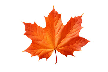 Obraz premium Maple autumn leaf PNG style with transparent background for seasonal design projects, fall decorations, nature-themed illustrations, and digital artwork