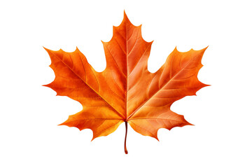 Fototapeta premium Maple autumn leaf PNG style with transparent background for seasonal design projects, fall decorations, nature-themed illustrations, and digital artwork