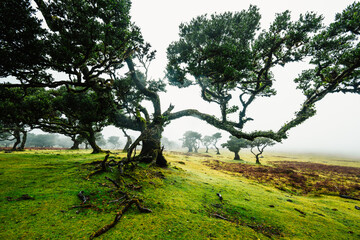 Fanal Forest. Misty forest in Fanal.  Old laurel tree in laurel tree forest in madeira in Portugal
