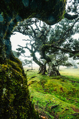 Fanal Forest. Misty forest in Fanal.  Old laurel tree in laurel tree forest in madeira in Portugal