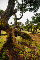 Fanal Forest. Misty forest in Fanal.  Old laurel tree in laurel tree forest in madeira in Portugal