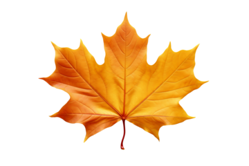 Maple autumn leaf PNG style with transparent background for seasonal design projects, fall decorations, nature-themed illustrations, and digital artwork