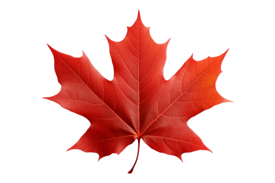 Maple leaf PNG image with transparent background for seasonal designs, nature illustrations, and autumn-themed projects