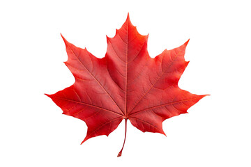 Maple leaf PNG image with transparent background for seasonal designs, nature illustrations, and autumn-themed projects