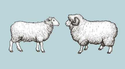 Sheep, ram sketch style set. Hand drawn illustration. Farm animal retro engraved style vector drawings collection.