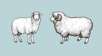 Sheep, ram sketch style set. Hand drawn illustration. Farm animal retro engraved style vector drawings collection.