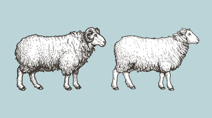 Sheep, ram sketch style set. Hand drawn illustration. Farm animal retro engraved style vector drawings collection.