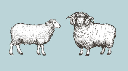 Sheep, ram sketch style set. Hand drawn illustration. Farm animal retro engraved style vector drawings collection.