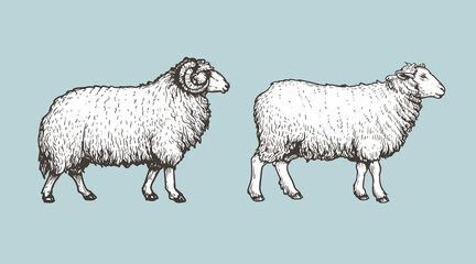 Sheep, ram sketch style set. Hand drawn illustration. Farm animal retro engraved style vector drawings collection.