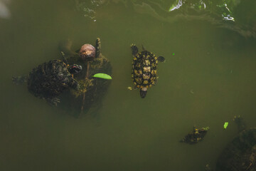 Baby turtles swimming in a pond.