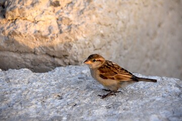 sparrow on the snow