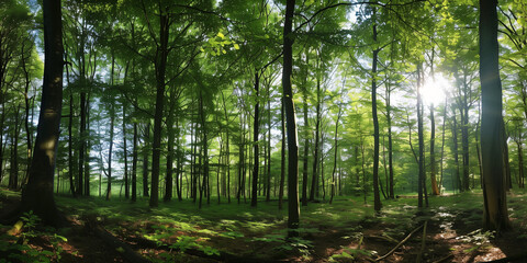 Obraz premium A serene panoramic view of a sunlit forest filled with green trees and lush foliage, showcasing the beauty of nature and the tranquil ambiance of the woodland during the day.