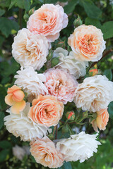 Relaxing and romantic cottage garden scene showing masses of beautiful english pink climbing roses in summer sunshine.