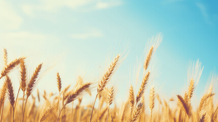 Golden Wheat Field Against Blue Sky