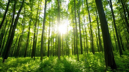 Fototapeta premium Forest clearing under intense daylight, beams of sunshine piercing through the canopy, illuminating the vibrant greenery