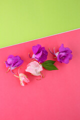 bright colorful background with botanical elements