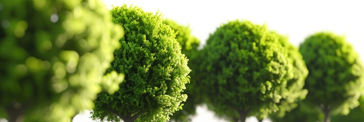 Row of Lush Green Trees on Bright Day
