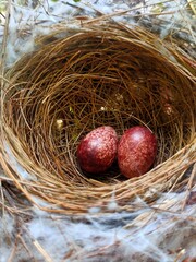 bird nest on a tree