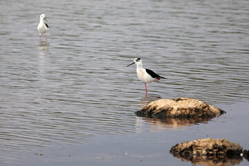 Black Necked Stilt at the Great Salt Lake