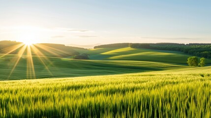 Obraz premium Rolling countryside panorama under the warm sunshine, fields and forests stretching to the horizon, capturing the peaceful rural perspective