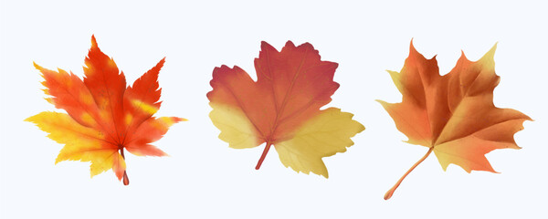 Cute Watercolor Fall Clipart - Download Cozy Autumn Illustration