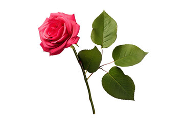 Elegant pink with stem red PNG style on transparent background for versatile design projects and creative visuals