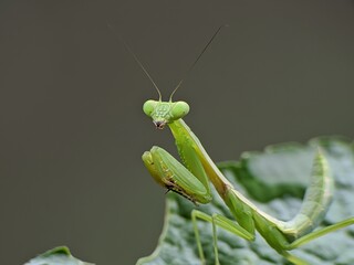 praying mantis on a leaf with a blurred background