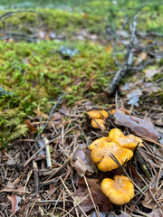 Small chanterelles growing in green moss in a pine forest