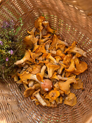 Freshly harvested yellow chanterelles in a wicker basket.