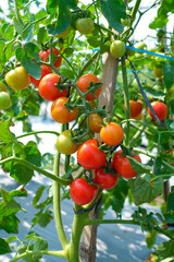 Ripe red and green cherry tomatoes growing on the vine in organic vegetable garden.
