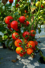 Fresh bunch of red natural cherry tomatoes on a branch in organic vegetable garden.
