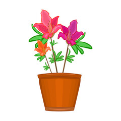 Flowers in pot on white background. Terracotta flowerpot with azalea. Houseplant in clay vase for interior decor of home, windowsill, garden or office. Potted plant spring seasonal.Vector illustration