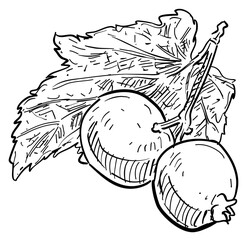 blueberry handdrawn illustration