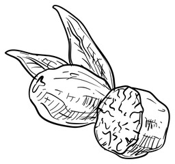 Fototapeta premium walnut handdrawn illustration