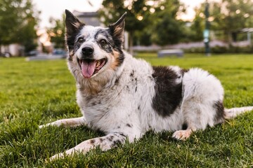 Fototapeta premium happy smiling Border Collie mixed breed rescue dog