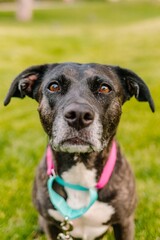 Rescue pit bull mix dog smiling and looking up at camera