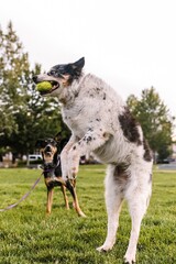 Border Collie mixed breed dog catching ball while playing fetch