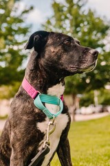 Black brindle pit bull mixed breed rescue dog looking to the side