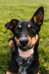 mixed breed rescue dog makes silly smiling face