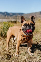 Fototapeta premium Black and Tan French Bulldog Frenchie Dog Panting in Summer