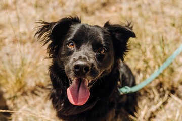 Rescue mixed breed mutt dog smiling looking up at camera