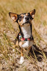 Rescue dog Chihuahua mix sitting and looking up at owner with camera