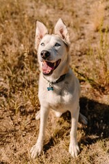 Husky Shepherd mixed breed mutt rescue dog looking at camera