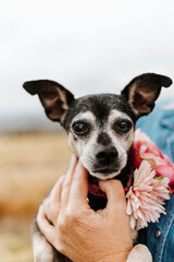 black senior Chihuahua dog with white face wearing flower collar