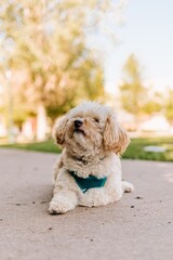 small poodle mix doodle dog laying on the sidewalk in colorado park