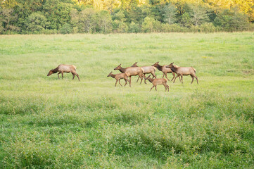 Herd of elk grazing in a grassy field near a forest